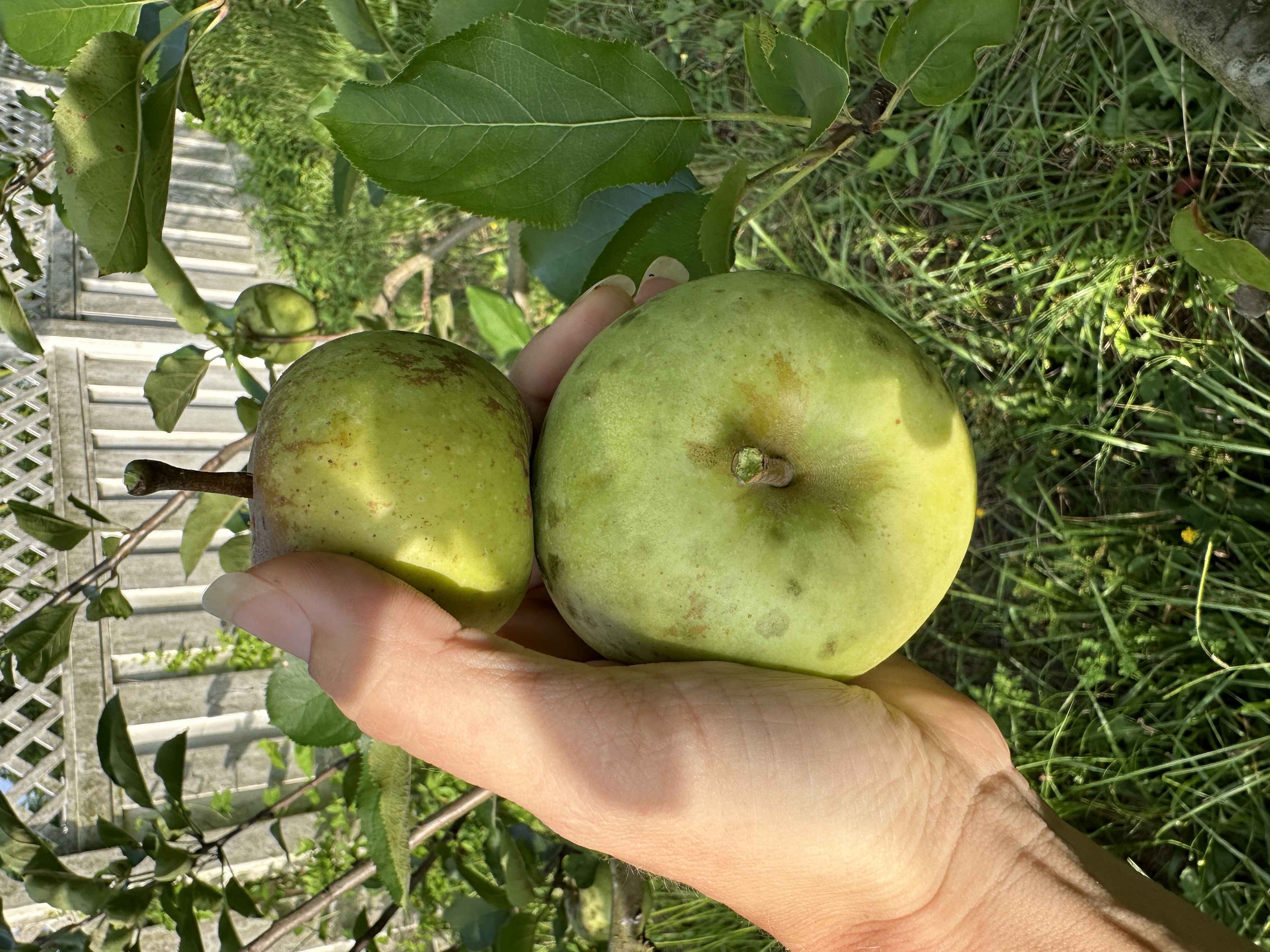 Pears Apples